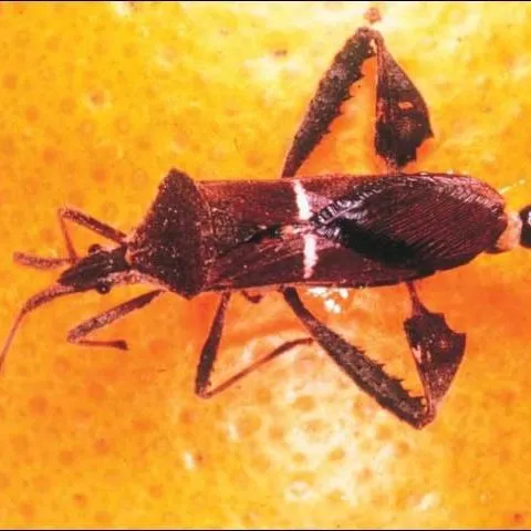 thumbnail for publication: Identification of Insect Pests